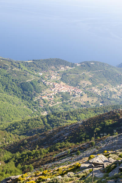 Woods on the way to Monte Capanne, Elba Island, Livorno Province, Tuscany, Italy