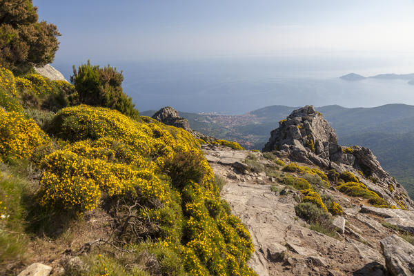 Wildflowers along the path towards Monte Capanne, Elba Island, Livorno Province, Tuscany, Italy