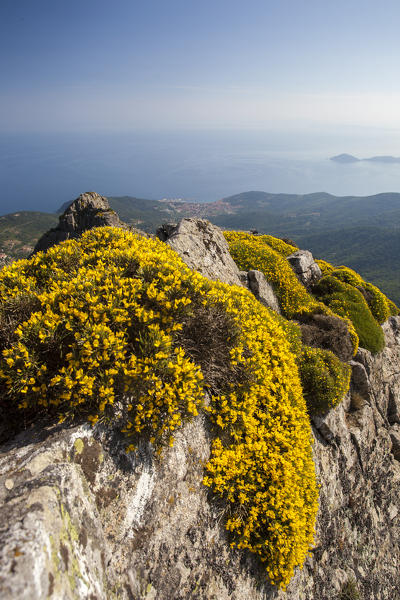 Wildflowers on the rocky peak, Monte Capanne, Elba Island, Livorno Province, Tuscany, Italy