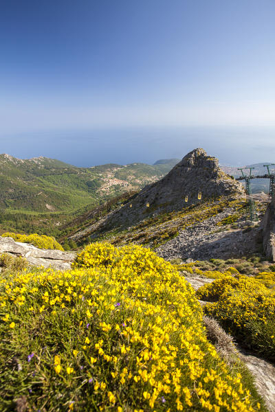 Wildflowers, Monte Capanne, Elba Island, Livorno Province, Tuscany, Italy