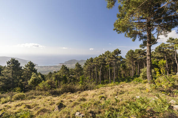 Green meadows and woods, Monte Perone, Campo nell'Elba, Elba Island, Livorno Province, Tuscany, Italy