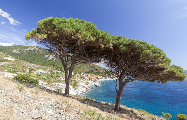 Isolated trees above the sea, Pomonte, Marciana, Elba Island, Livorno Province, Tuscany, Italy