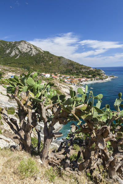 Prickly pears on rocks above the sea, Pomonte, Marciana, Elba Island, Livorno Province, Tuscany, Italy