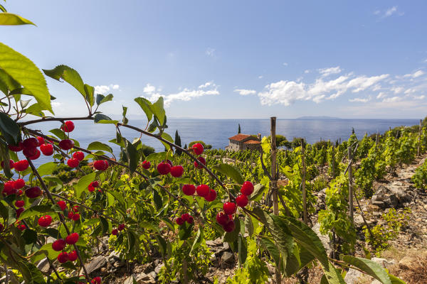 Red berries in cultivated fields, Pomonte, Marciana, Elba Island, Livorno Province, Tuscany, Italy