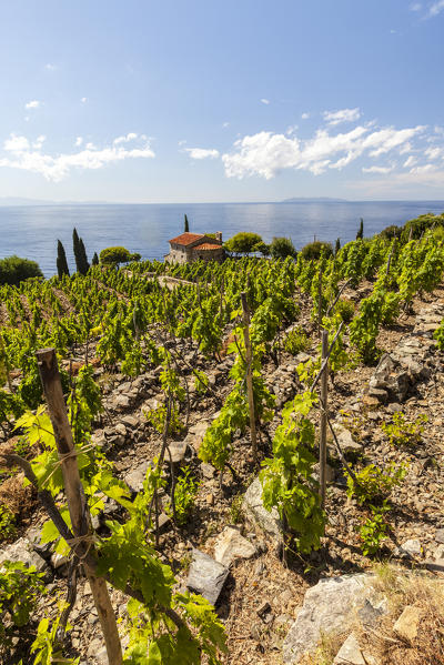 Farmhouse and cultivated fields overlooking the sea, Pomonte, Marciana, Elba Island, Livorno Province, Tuscany, Italy