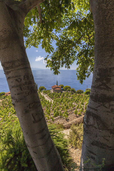 Farmhouse and cultivated fields overlooking the sea, Pomonte, Marciana, Elba Island, Livorno Province, Tuscany, Italy