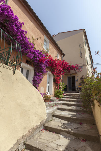 Flowers in the old alley, Porto Azzurro, Elba Island, Livorno Province, Tuscany, Italy