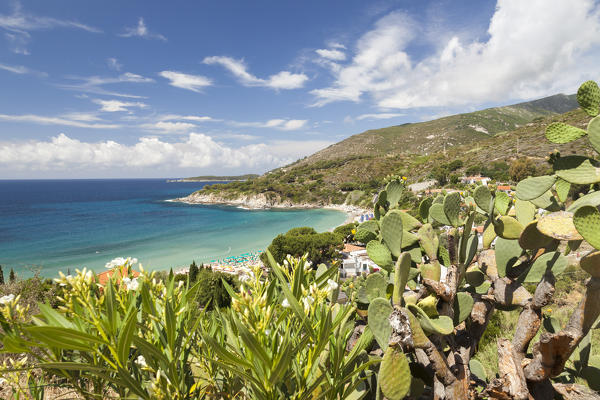 Prickly pears on rocks above the sea, Cavoli Beach, Marciana, Elba Island, Livorno Province, Tuscany, Italy