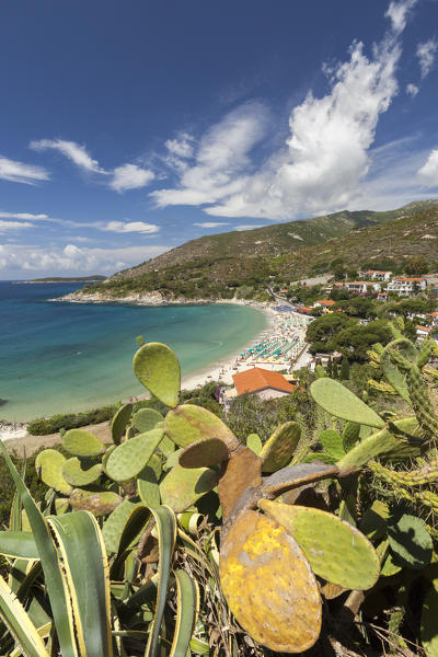 Prickly pears on rocks above the sea, Cavoli Beach, Marciana, Elba Island, Livorno Province, Tuscany, Italy