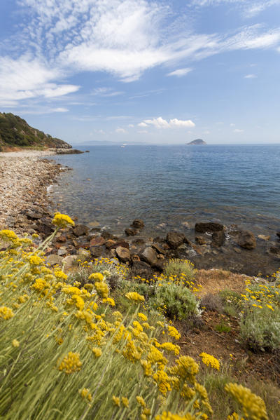 Wildflowers at Sansone Beach, Portoferraio, Elba Island, Livorno Province, Tuscany, Italy