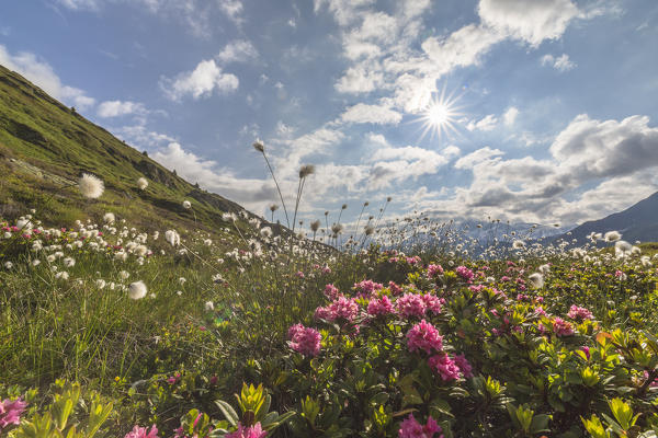 Sunbeam on rhododendrons and cotton grass, Maloja, Bregaglia Valley, Canton of Graubunden, Engadin, Switzerland