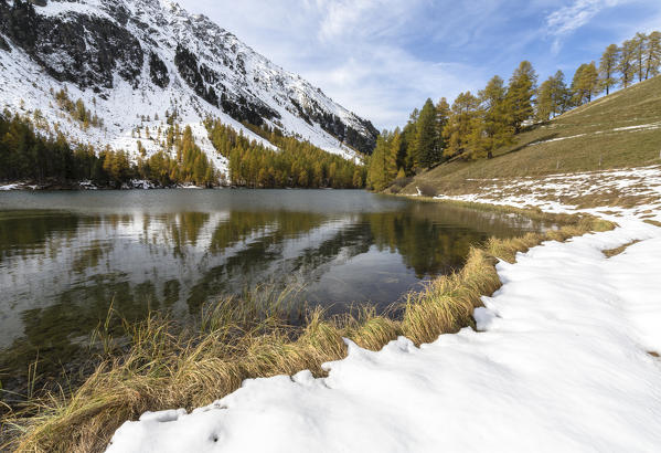 Larch trees reflected in Lai da Palpuogna (Palpuognasee), Bergün, Albula Pass, canton of Grisons, Switzerland