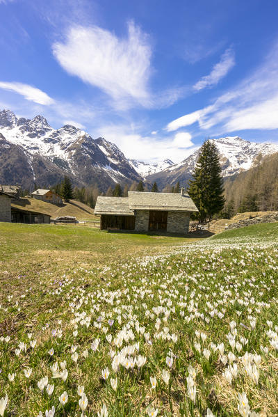 Crocus during spring blooming, Alpe Braccia, Malenco Valley, province of Sondrio, Valtellina, Lombardy, Italy