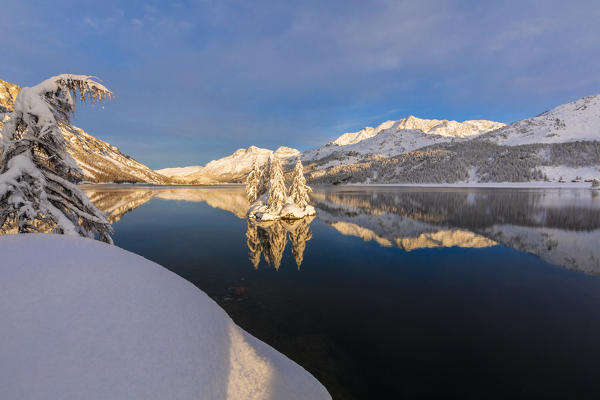 Isolated snow covered trees in Lake Sils, Plaun da Lej, Maloja Region, Canton of Graubunden, Engadin, Switzerland