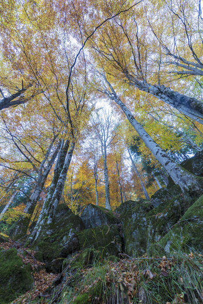 Tall trees in the forest of Bagni di Masino during autumn, Valmasino, Valtellina, Sondrio province, Lombardy, Italy