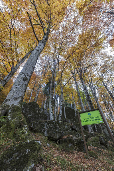 Tall trees in the forest of Bagni di Masino during autumn, Valmasino, Valtellina, Sondrio province, Lombardy, Italy