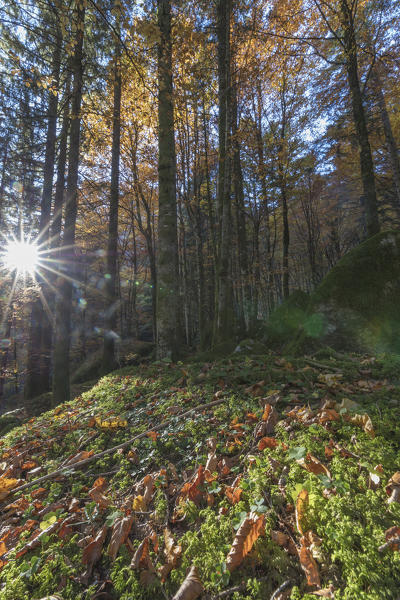 Sunburst in the forest of Bagni di Masino during autumn, Valmasino, Valtellina, Sondrio province, Lombardy, Italy