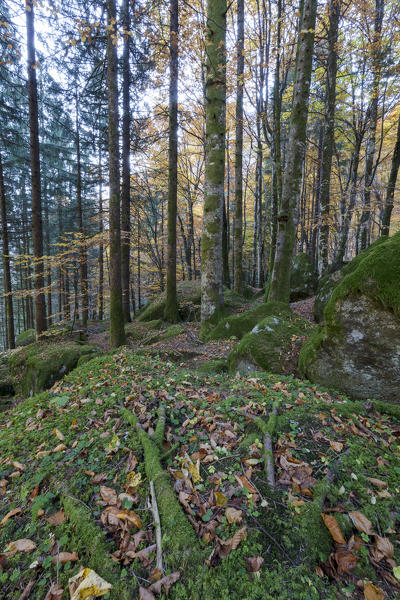 Foliage of autumn in the forest of Bagni di Masino, Valmasino, Valtellina, Sondrio province, Lombardy, Italy