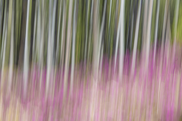 Abstract details of the colorful woods in spring near the spa of Bagni Vecchi Bormio Upper Valtellina Lombardy Italy 