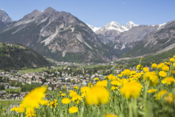 Yellow flowers frames the village of Bormio Stelvio National Park Upper Valtellina Lombardy Italy 