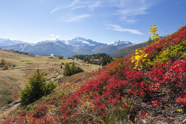 Red plants and colorful woods in autumn, Val Vezzola, Valdidentro, Valtellina, Sondrio province, Lombardy, Italy