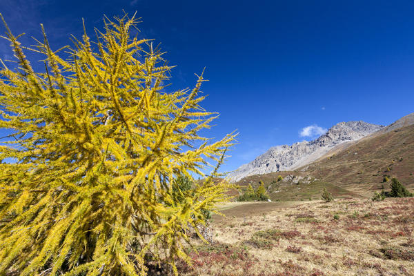 Yellow larch during autumn, Val Vezzola, Valdidentro, Valtellina, Sondrio province, Lombardy, Italy