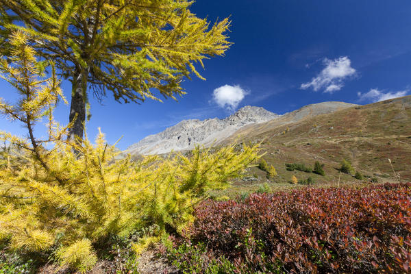 Yellow larch during autumn, Val Vezzola, Valdidentro, Valtellina, Sondrio province, Lombardy, Italy