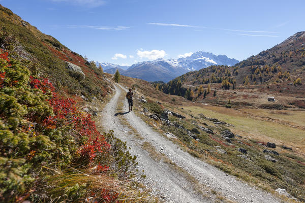 Hiker on footpath during autumn, Val Vezzola, Valdidentro, Valtellina, Sondrio province, Lombardy, Italy