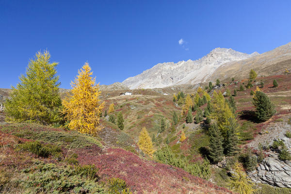 Val Vezzola during autumn, Valdidentro, Valtellina, Sondrio province, Lombardy, Italy