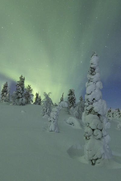 Northern lights on frozen trees, Pallas-Yllastunturi National Park, Muonio, Lapland, Finland