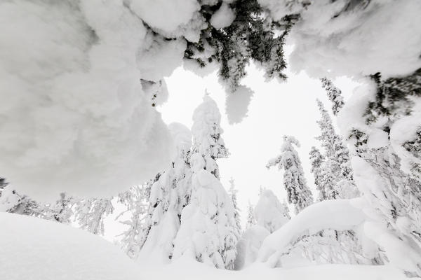 Frozen trees covered with snow, Levi, Kittila, Lapland, Finland