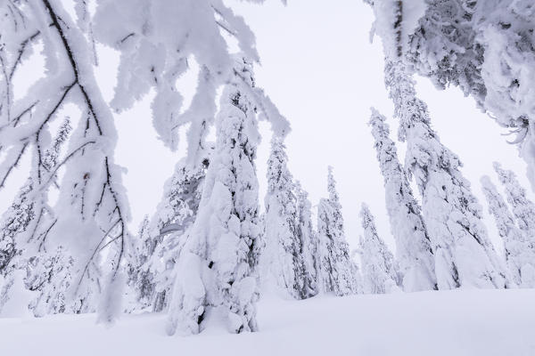 Frozen trees, Levi, Kittila, Lapland, Finland