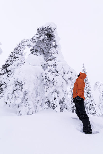 Man looks to the frozen trees covered with snow, Levi, Kittila, Lapland, Finland