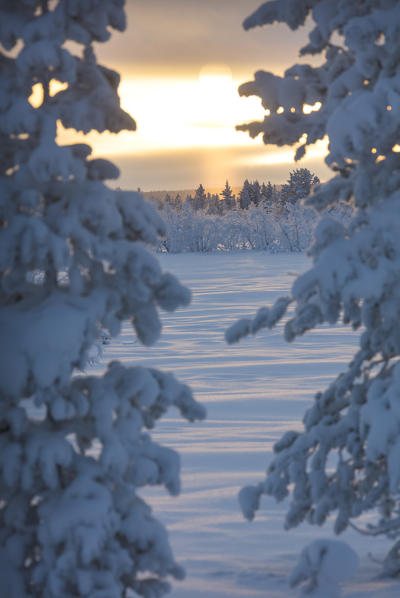 Sunset on frozen trees, Muonio, Lapland, Finland