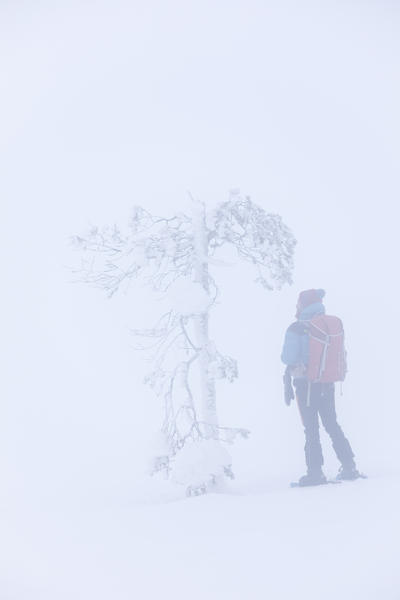 Hiker looks the frozen tree in the snow, Pallas-Yllastunturi National Park, Muonio, Lapland, Finland