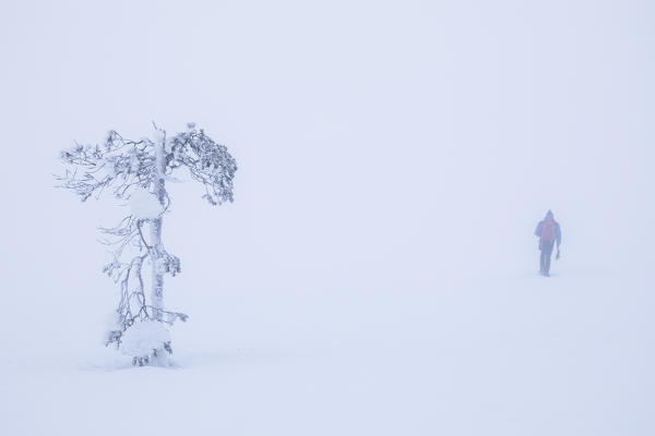 Hiker walks around lone tree in the snow, Pallas-Yllastunturi National Park, Muonio, Lapland, Finland