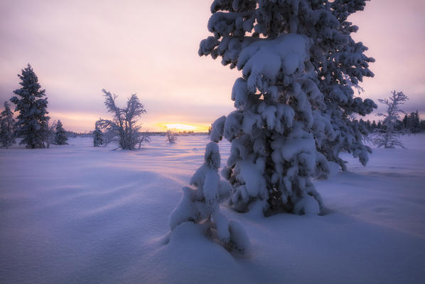 Snow covered tree at sunset, Muonio, Lapland, Finland