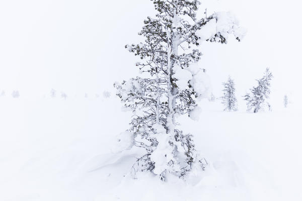 Frozen trees in the mist, Pallas-Yllastunturi National Park, Muonio, Lapland, Finland