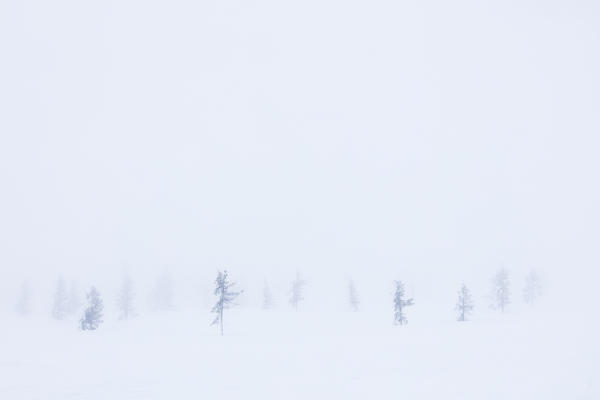 Trees in the mist, Pallas-Yllastunturi National Park, Muonio, Lapland, Finland