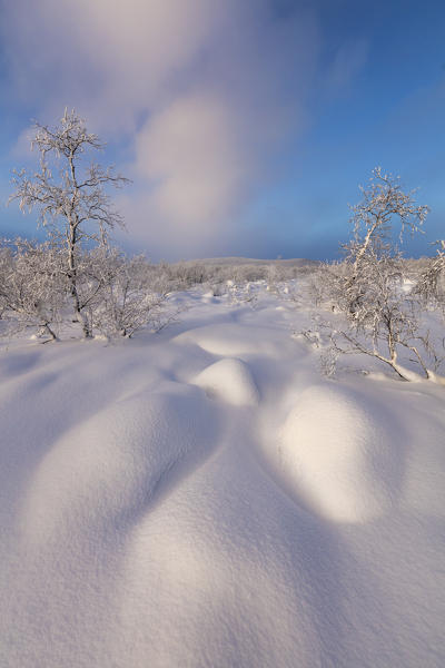 Trees covered with snow, Muonio, Lapland, Finland