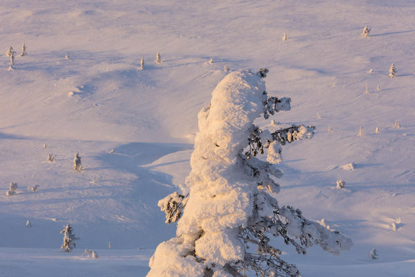 Snow covered tree, Pallas-Yllastunturi National Park, Muonio, Lapland, Finland