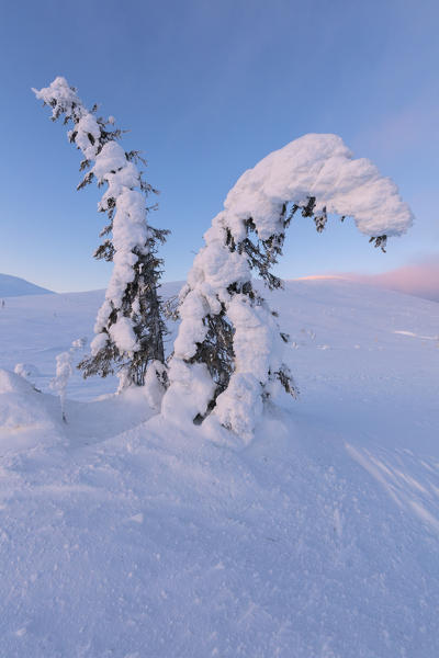 Isolated frozen tree in the snow, Pallas-Yllastunturi National Park, Muonio, Lapland, Finland