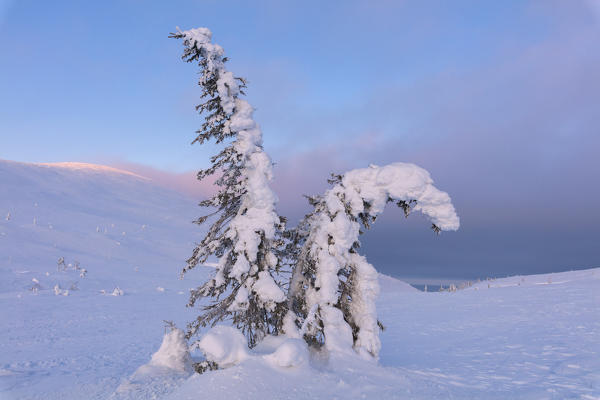 Isolated frozen tree in the snow, Pallas-Yllastunturi National Park, Muonio, Lapland, Finland