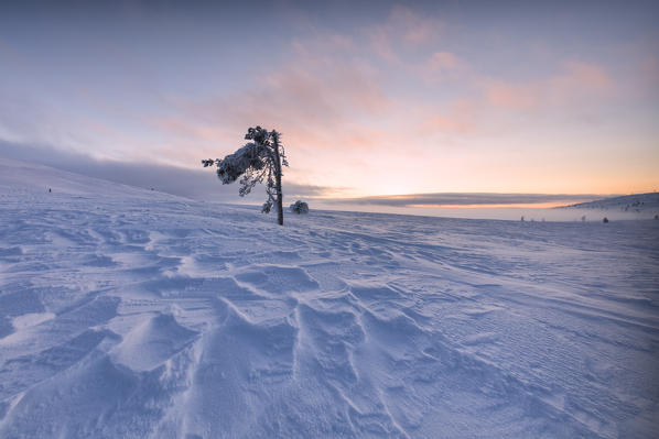 Isolated frozen tree at sunset, Pallas-Yllastunturi National Park, Muonio, Lapland, Finland