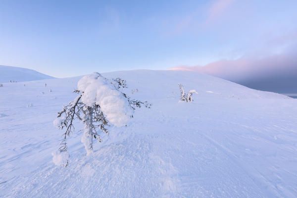 Isolated frozen tree in the snow, Pallas-Yllastunturi National Park, Muonio, Lapland, Finland