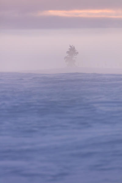 Lone tree in the mist, Pallas-Yllastunturi National Park, Muonio, Lapland, Finland