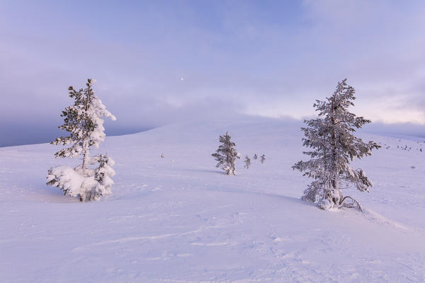 Lone trees in the snow, Pallas-Yllastunturi National Park, Muonio, Lapland, Finland