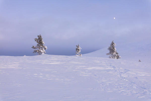 Lone trees in the snow, Pallas-Yllastunturi National Park, Muonio, Lapland, Finland