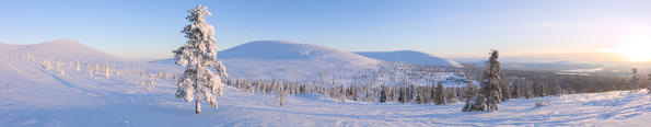 Panoramic of snowy woods around Lapland Hotel Pallas, Pallas-Yllastunturi National Park, Muonio, Lapland, Finland