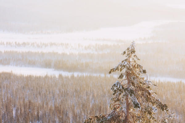 Lone frozen tree in the woods, Pallas-Yllastunturi National Park, Muonio, Lapland, Finland